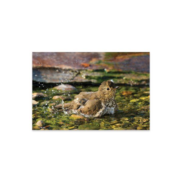 Ebern Designs Swainson's Thrush (Catharus Ustulatus) Taking Bath